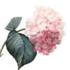 🌸