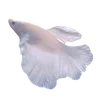 🐟