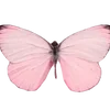 🦋